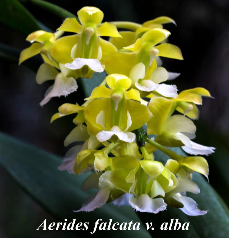 Aerides falcata alba